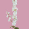 White Stock Stem 108CM