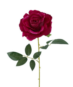 Hot Pink Lady Velvet Rose Stem 54CM