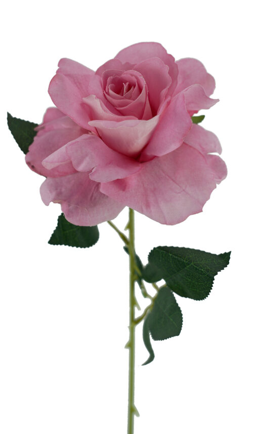 Pink Lady Velvet Rose Stem 54CM