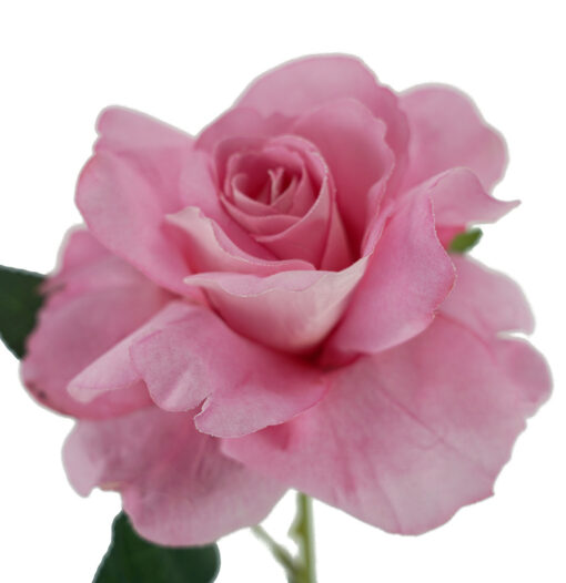 Pink Lady Velvet Rose Stem 54CM - Image 3
