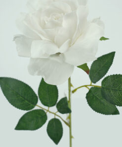 White Lady Velvet Rose Stem 54CM